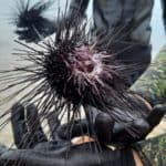 Mersin'de zehirli deniz kestaneleri dalış etkinliğiyle tespit edildi