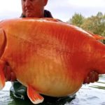 20221122-japon-baligi-kapak