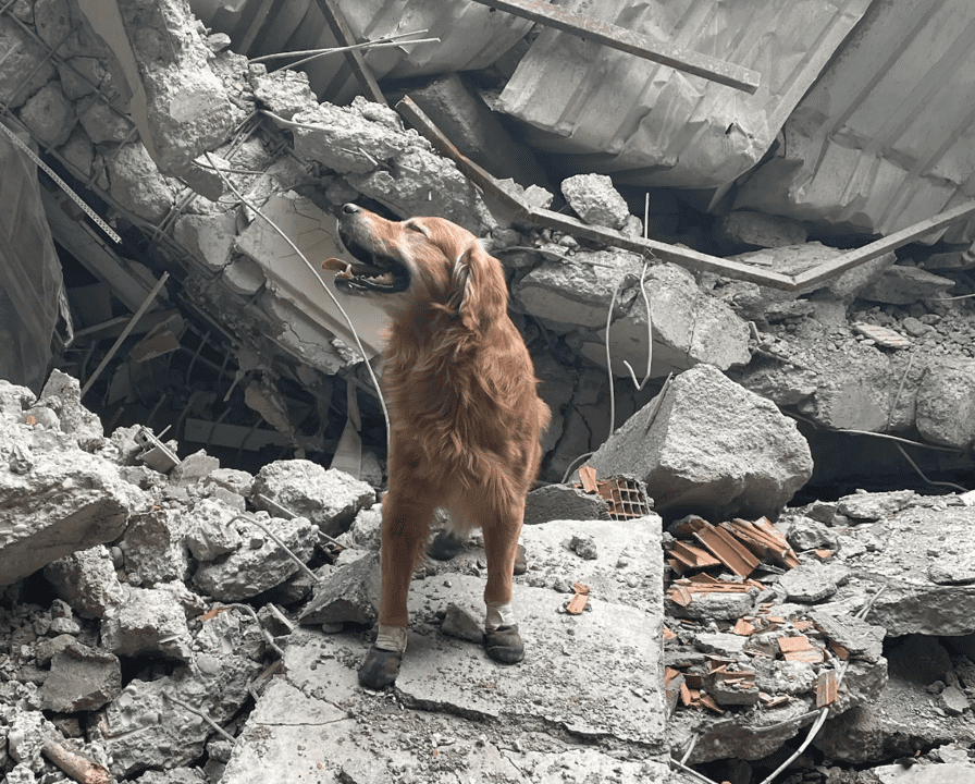 Killian'ın fotoğraflarını İsveç Büyükelçiliği paylaştı. (Twitter)