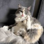 2023-12-22-sercan-kedi1