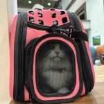 2023-12-22-sercan-kedi3