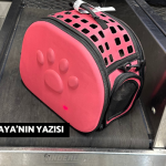 2023-12-22-sercan-kedi6