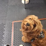 23.07.2024-Köpekler insan stresini koklayabiliyor -nypost-1