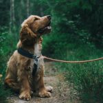 23.07.2024-Köpekler insan stresini koklayabiliyor -nypost