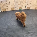 23.07.2024-Köpekler insan stresini koklayabiliyor -nypost-3