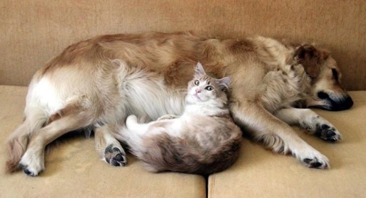 Avrupa Birliği kedi ve köpeklere 'akraba çiftleşmesi'ni yasaklıyor