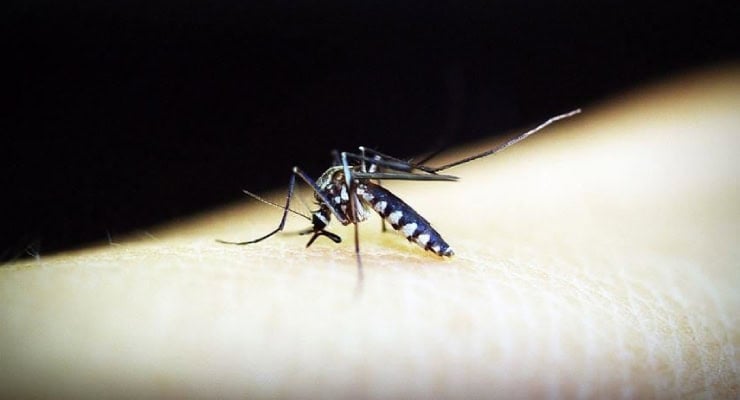 Araştırma: Chikungunya Avrupa'da salgına dönüşebilir