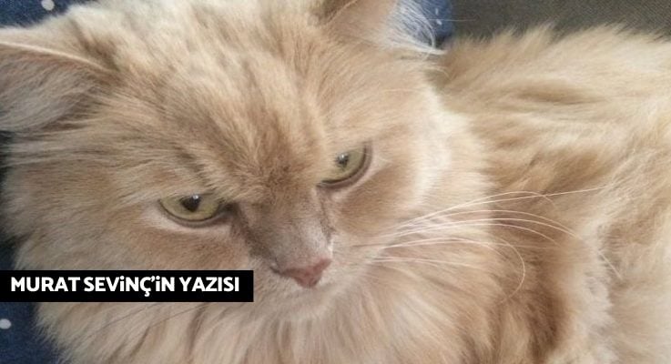 Apti'ye veda: Şekerim, benim fıtratım böyle…