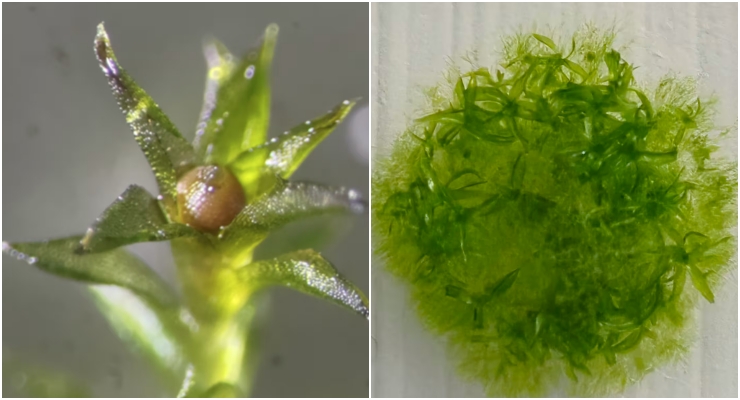 Uzayda dokuz ay yaşamayı başaran yosun