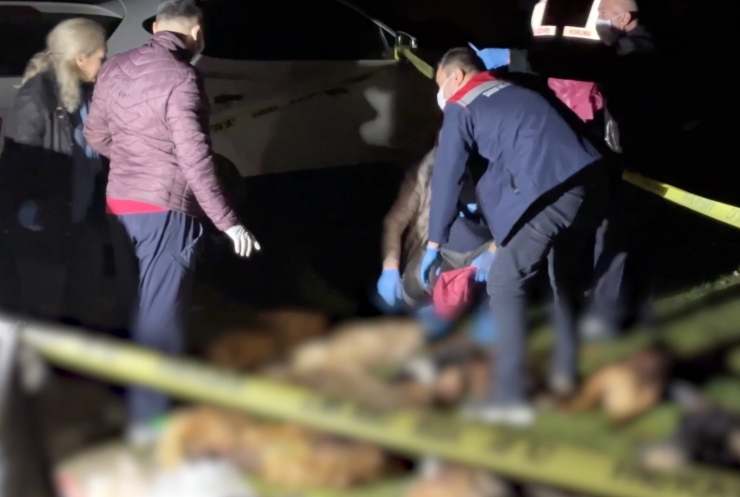 Samsun'da dokuz köpek ölü bulundu: Soruşturma başlatıldı