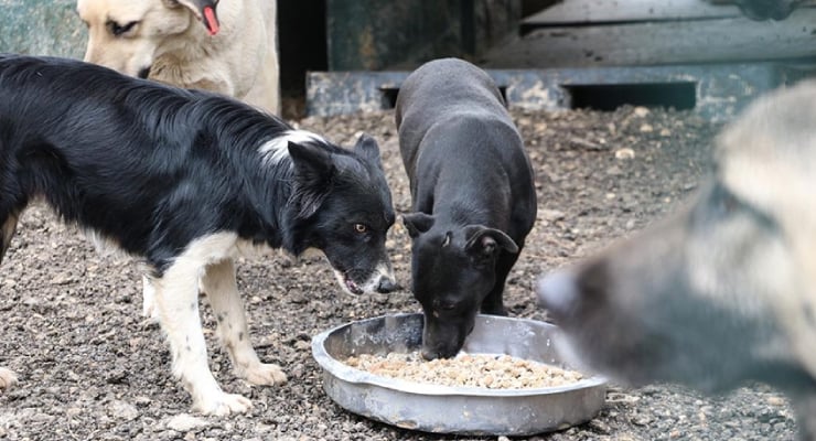 İstanbul'da sokak köpekleri için emir: Popülasyonu mayıs sonuna kadar kontrole alın