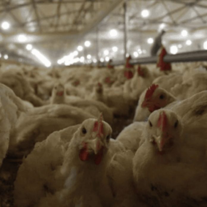 H5N5 kuş gribinin bulaştığı ilk insan öldü