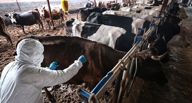 Midilli'de şap hastalığı: Hayvancılık ürünlerine kısıtlama