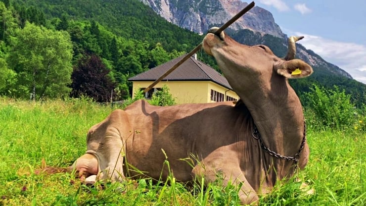 Sırtını kaşımak için alet kullanan inek bilim insanlarını şaşırttı - Diken -
                      1. Resim