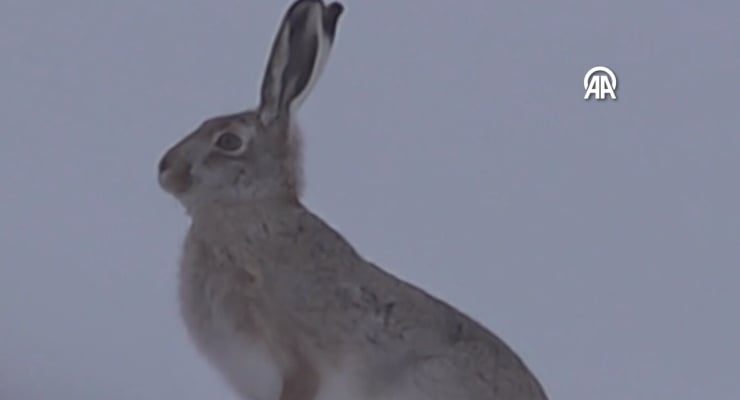 Erzurum'da Yaban Tavşanı Yiyecek Ararken Görüldü - Soğuk Hava İçinde Hayvanlar