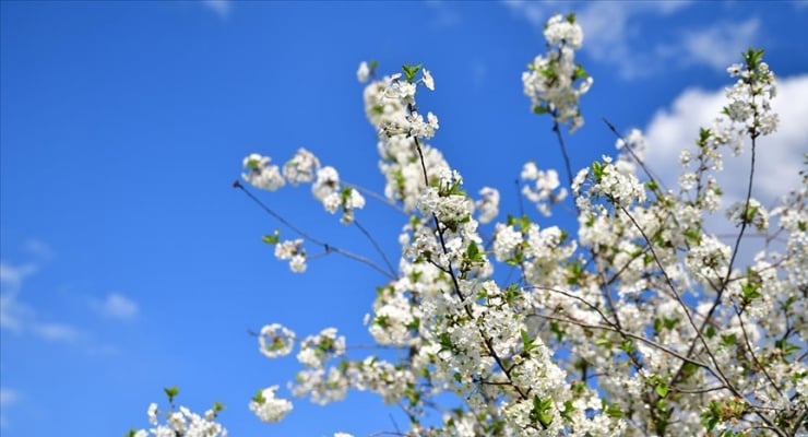 Bahar müjdecisi: İlk cemre havaya düştü