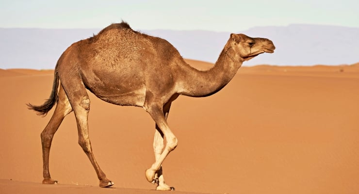 20 deve güzellik yarışmasından diskalifiye edildi: Gerekçe 'botoks'