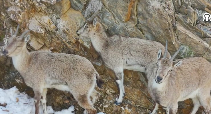 Yaban keçileri, Munzur Vadisi'nde yiyecek ararken görüntülendi