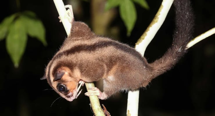 'Olağanüstü': Nesli 6 bin yıl önce 'tükenen' keseli sıçan ve uçan sincap bulundu