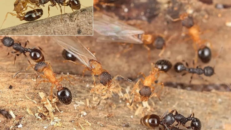 Araştırma: Erkeği ve işçisi olmayan kraliçelerden oluşan karınca türü keşfedildi