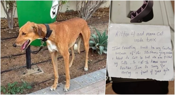 Dubai'den kaçanlar kedi ve köpeklerini terk ediyor: Ötenaziye götüren bile varmış