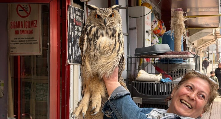 Elazığ'da yaralı puhu kuşu tedaviye alındı