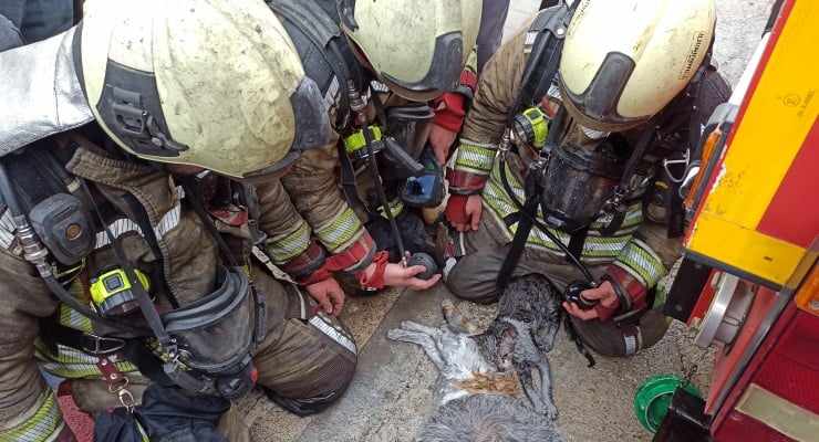 Yangında mahsur kalmışlardı: İki kedi kalp masajıyla hayata döndü