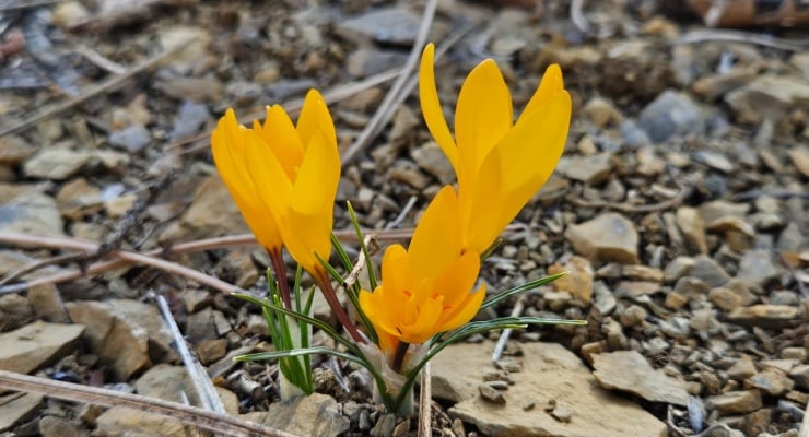 Çankırı'da 'bahar müjdecisi' çiğdemler çiçek açtı
