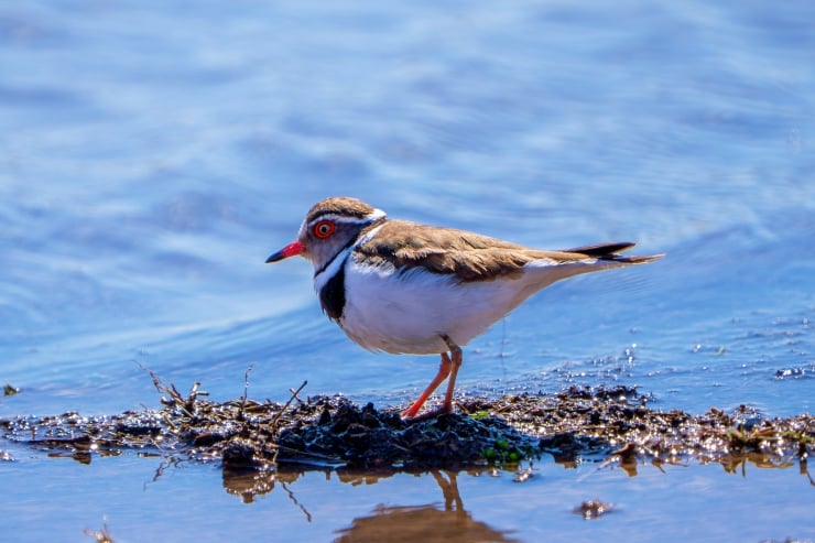 İlk: Türkiye'de 'takkeli cılıbıt' görüldü
