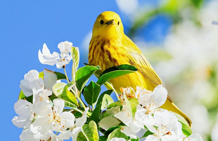 İlkbahar ekinoksu bu yıl 20 Mart'ta