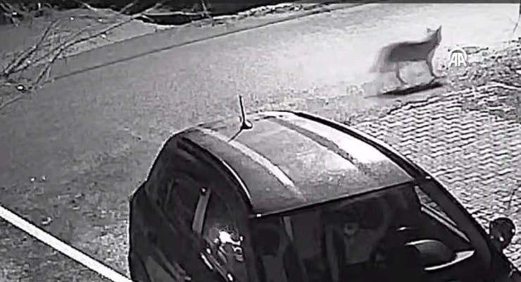 Malatya'da aç kalan kurt yerleşim yerine indi