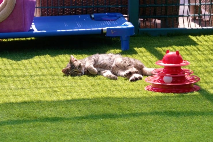 TBMM'de kedi alanı hizmette