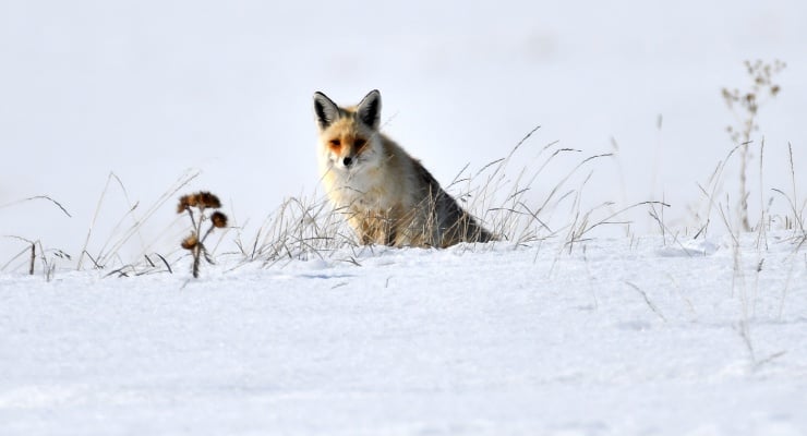 Kars'ta kızıl tilki görüldü