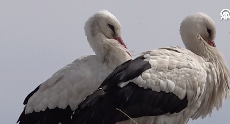 Muş'ta leylekler 44 yıldır aynı evin çatısına konuyor
