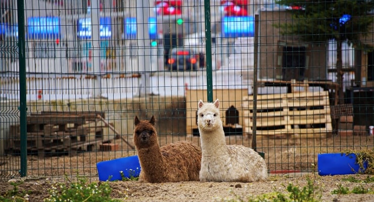 Sınır kapısında alpaka bulundu: Bir gözaltı