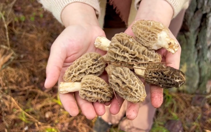 Antalya'da kuzugöbeği mantarı sezonu açıldı