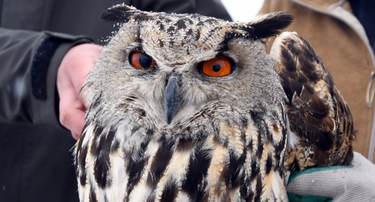 Kars'ta bitkin halde bulunan kulaklı orman baykuşu tedaviye alındı