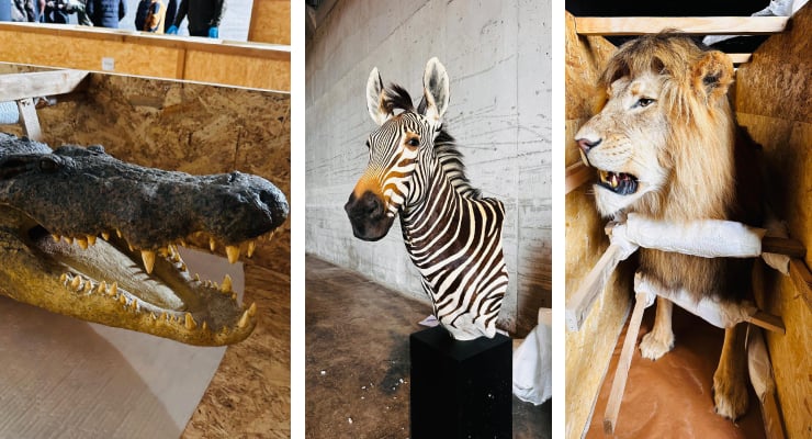 Yabani hayvan trofeleri, Gürcistan'a kaçırılacakken Trabzon'da yakalandı