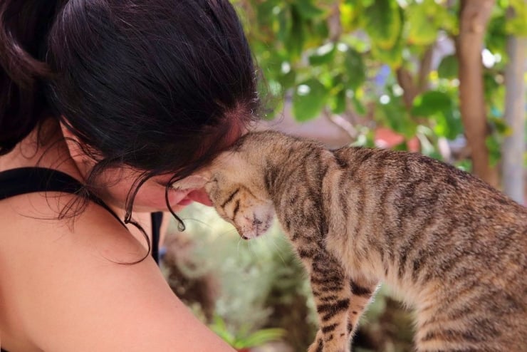 Yunan adasındaki kedi barınağı gönüllü arıyor: Konaklama ücretsiz
