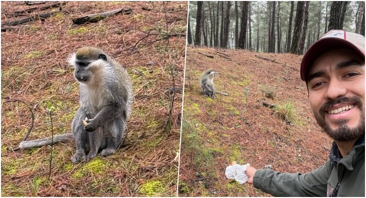 Mantar ararken maymun buldu