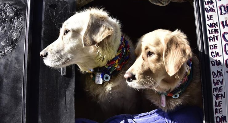 Araştırma: En eski evcil köpekler Türkiye'den