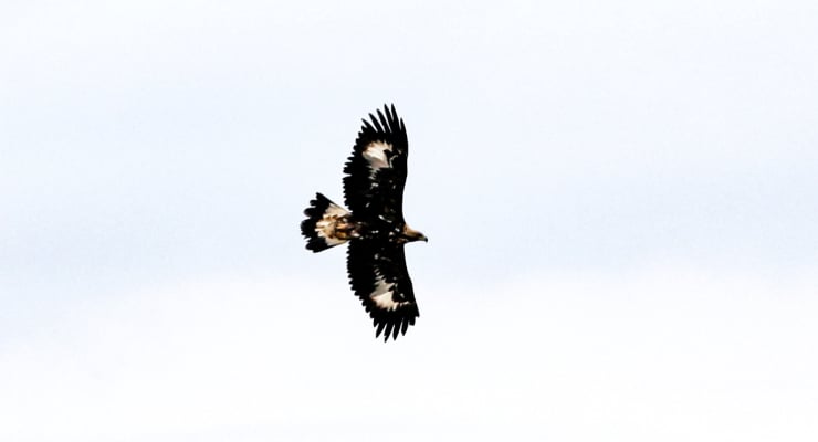 320 kilometre hızla uçabiliyor: Kaya kartalı Iğdır'da görüntülendi