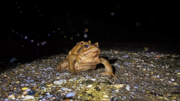 Kütahya'da kurbağaların 5 bin yıllık üreme göçü başladı