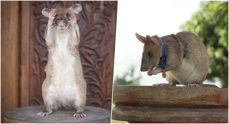 Mayın avcısı farenin heykeli dikildi