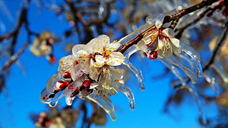 Altı bölgeye zirai don uyarısı