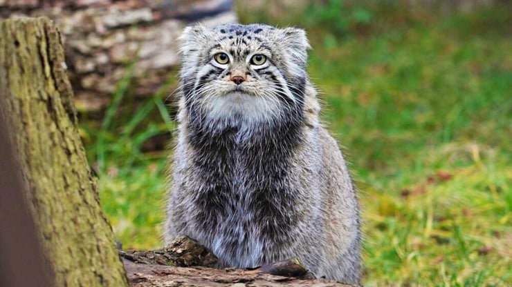 Rusya'daki Pallas kedisi Timofei eş arayışında: Yedi ülke reddetti
