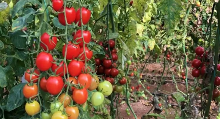 Antalya Tarım'a 44,6 milyon lira ceza