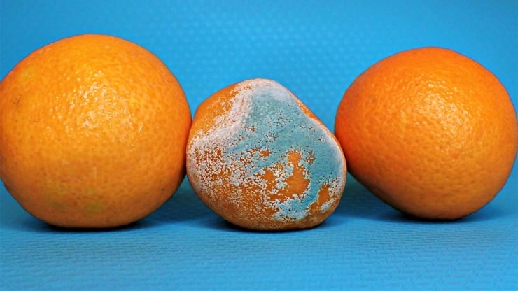 Küflü gıda rehberi: Hangisi yenir, hangisi çöpe atılmalı?