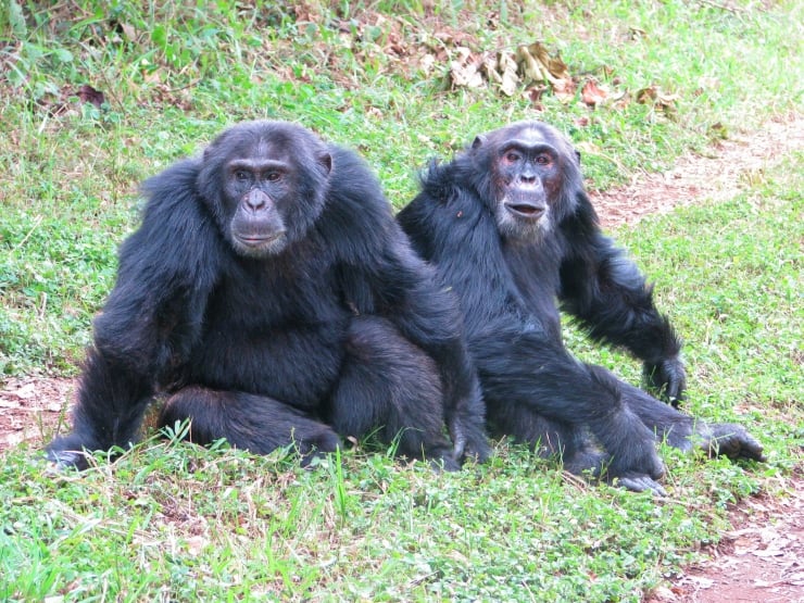 Uganda'da şempanzeler arasında 'iç savaş': 24 ölü
