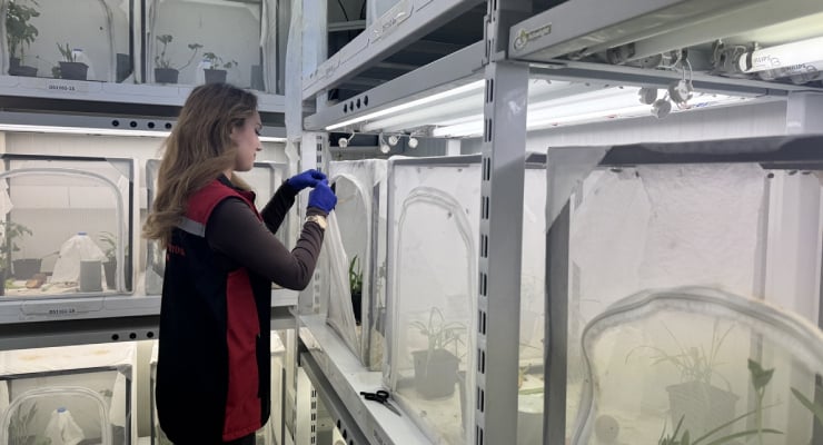 40 il için samuray arısı üretiliyor: Kahverengi kokarca 'baş düşmanı'yla vurulacak